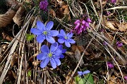 86 Erba trinita (Hepatica nobilis) con erica